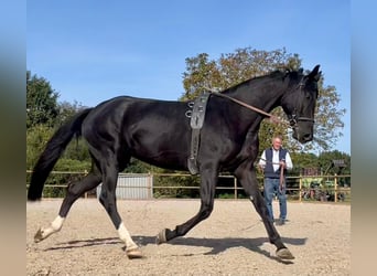 Duits rijpaard, Merrie, 8 Jaar, 168 cm, Zwart
