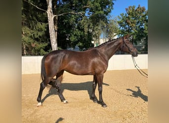 Duits rijpaard, Merrie, 8 Jaar, 173 cm, Donkerbruin