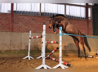 Duits rijpaard, Merrie, 8 Jaar, 175 cm, Bruin