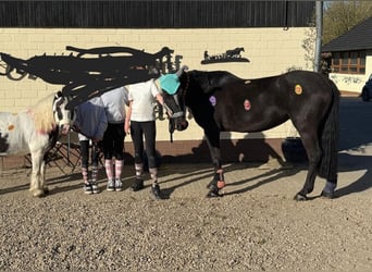 Duits rijpaard Mix, Merrie, 9 Jaar, 152 cm, Bruin