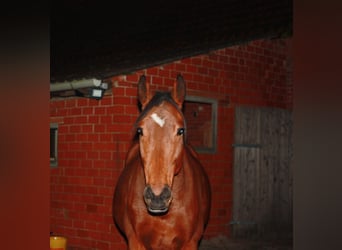 Duits rijpaard, Merrie, 9 Jaar, 160 cm, Bruin