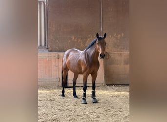 Duits rijpaard, Merrie, 9 Jaar, 160 cm, Bruin