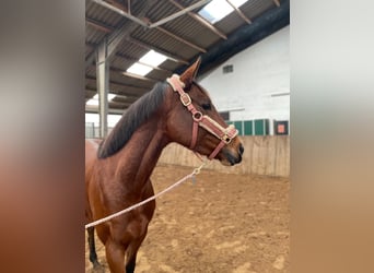 Deutsches Reitpferd, Stute, 9 Jahre, 162 cm, Brauner