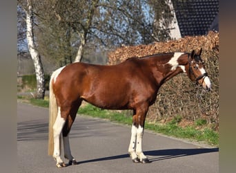 Duits rijpaard, Merrie, 9 Jaar, 165 cm, Gevlekt-paard
