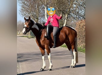 Duits rijpaard, Merrie, 9 Jaar, 165 cm, Gevlekt-paard