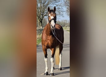 Duits rijpaard, Merrie, 9 Jaar, 165 cm, Gevlekt-paard