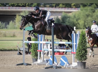 Duits rijpaard, Merrie, 9 Jaar, 167 cm, Donkerbruin