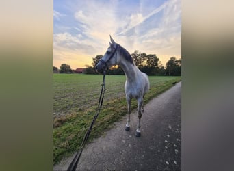 Duits rijpaard, Merrie, 9 Jaar, 168 cm, Appelschimmel