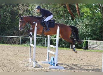 Duits rijpaard, Merrie, 9 Jaar, 168 cm, Bruin