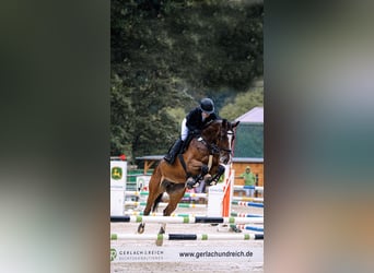 Duits rijpaard, Merrie, 9 Jaar, 168 cm, Bruin