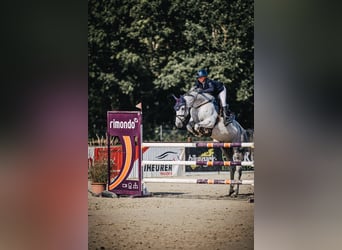 Duits rijpaard, Merrie, 9 Jaar, 172 cm, Schimmel