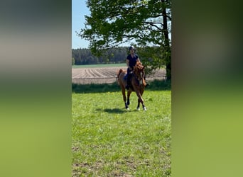 Duits rijpaard, Merrie, 9 Jaar, 172 cm, Vos