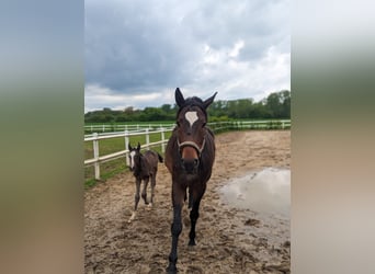 Duits rijpaard, Merrie, 9 Jaar, 176 cm, Bruin