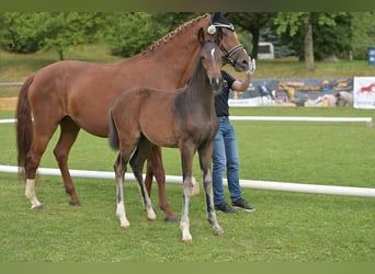 Duits rijpaard, Merrie, Veulen (04/2025), Zwartbruin