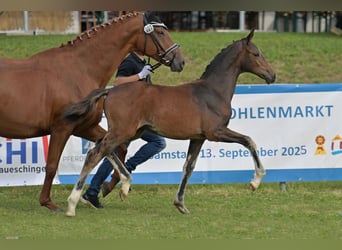 Duits rijpaard, Merrie, Veulen (04/2025), Zwartbruin