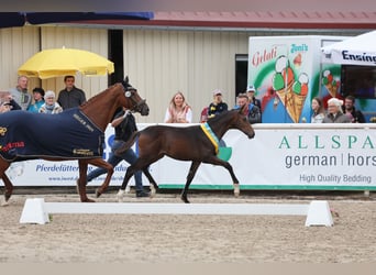 Duits rijpaard, Merrie, Veulen (04/2025), Zwartbruin