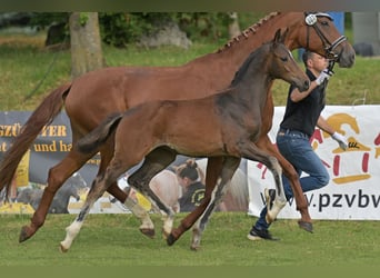 Duits rijpaard, Merrie, Veulen (04/2025), Zwartbruin