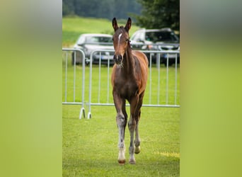 Duits rijpaard, Merrie, Veulen (04/2025), Zwartbruin