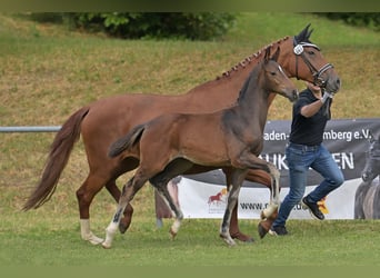 Duits rijpaard, Merrie, Veulen (04/2025), Zwartbruin