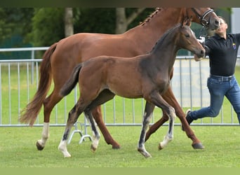Duits rijpaard, Merrie, Veulen (04/2025), Zwartbruin