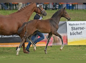 Duits rijpaard, Merrie, Veulen (04/2025), Zwartbruin