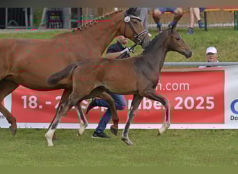 Duits rijpaard, Merrie, Veulen (04/2025), Zwartbruin