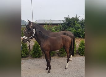 Duits rijpaard, Merrie, Veulen (01/2025), Zwartbruin