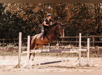 Duits rijpaard, Ruin, 10 Jaar, 170 cm, Donkerbruin