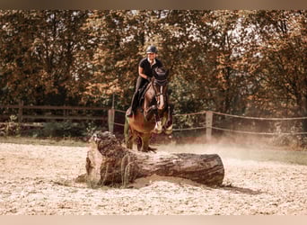 Duits rijpaard, Ruin, 10 Jaar, 170 cm, Donkerbruin
