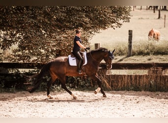 Duits rijpaard, Ruin, 10 Jaar, 170 cm, Donkerbruin
