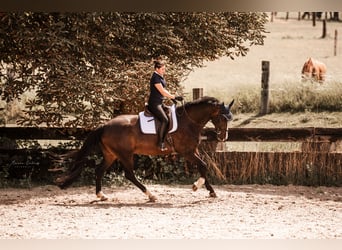 Duits rijpaard, Ruin, 10 Jaar, 172 cm, Donkerbruin