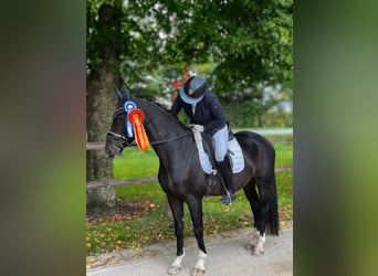 Duits rijpaard, Ruin, 11 Jaar, 163 cm, Donkerbruin