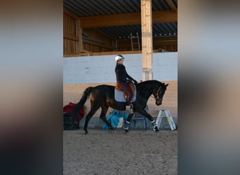 Duits rijpaard Mix, Ruin, 11 Jaar, 166 cm, Donkerbruin