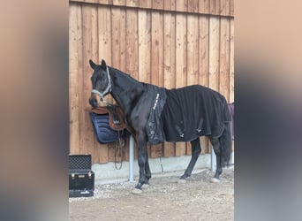 Duits rijpaard Mix, Ruin, 11 Jaar, 166 cm, Donkerbruin