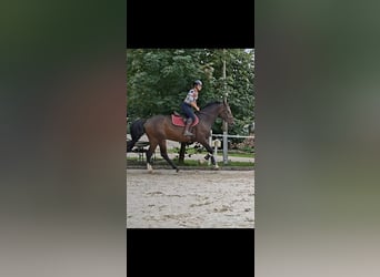 Duits rijpaard, Ruin, 11 Jaar, 173 cm, Donkerbruin