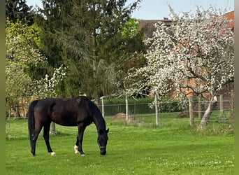 Duits rijpaard, Ruin, 11 Jaar, 175 cm, Zwart