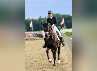 Duits rijpaard, Ruin, 13 Jaar, Zwart