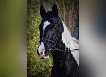 Duits rijpaard Mix, Ruin, 14 Jaar, 160 cm, Gevlekt-paard