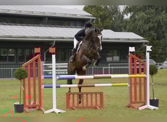 Duits rijpaard, Ruin, 16 Jaar, 173 cm, Bruin