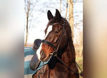 Duits rijpaard Mix, Ruin, 17 Jaar, 168 cm, Donkerbruin