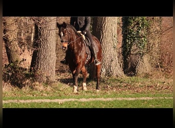 Duits rijpaard Mix, Ruin, 17 Jaar, 168 cm, Donkerbruin