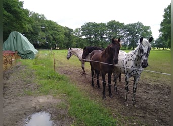 Duits rijpaard, Ruin, 2 Jaar, 163 cm, Donkere-vos