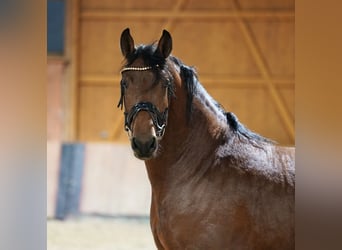 Duits rijpaard Mix, Ruin, 3 Jaar, 158 cm, Brauner