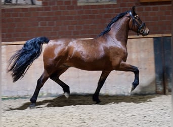 Duits rijpaard Mix, Ruin, 3 Jaar, 158 cm, Brauner