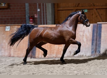 Duits rijpaard Mix, Ruin, 3 Jaar, 158 cm, Brauner