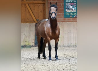 Duits rijpaard Mix, Ruin, 3 Jaar, 158 cm, Brauner