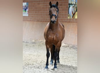 Duits rijpaard Mix, Ruin, 3 Jaar, 158 cm, Brauner