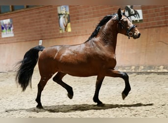 Duits rijpaard Mix, Ruin, 3 Jaar, 158 cm, Brauner