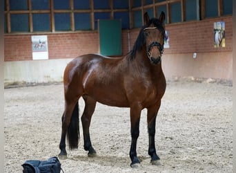 Duits rijpaard Mix, Ruin, 3 Jaar, 160 cm, Brauner