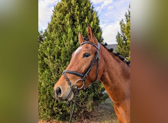 Duits rijpaard, Ruin, 3 Jaar, 160 cm, Bruin
